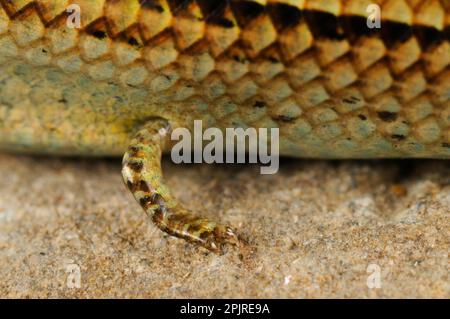 Dreizehenskink (Chalcides chalcides), Erwachsener, Nahaufnahme des vorderen Beins, Italien Stockfoto