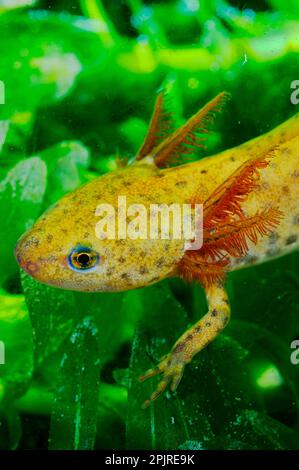 Alpine Newt (Mesotriton alpestris) neotinsische junge, Nahaufnahme von Kopf und Branchiae, Unterwasser, Italien Stockfoto