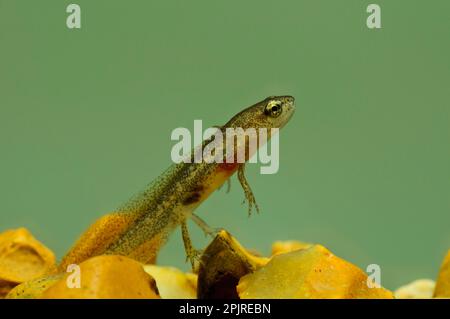 Palmatenmolch (Lissotriton helveticus) -Larve, ruht auf Kies unter Wasser, England, Oktober (fotografiert in einem speziellen Fotopool und danach Stockfoto