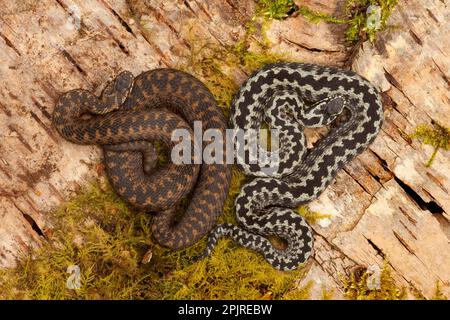 Europäischer Adder (Vipera berus), männlich und weiblich, auf Birkenholz, Yorkshire, England, Vereinigtes Königreich Stockfoto