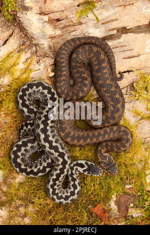 Europäischer Adder (Vipera berus), männlich und weiblich, auf Birkenholz, Yorkshire, England, Vereinigtes Königreich Stockfoto