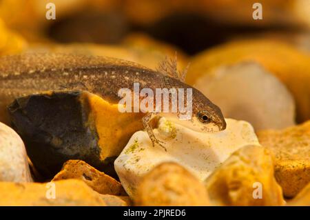 Palmatenmolch (Lissotriton helveticus) -Larven auf Kies unter Wasser, Belvedere, Bexley, Kent, England, Juni (Foto auf Spezialfoto Stockfoto