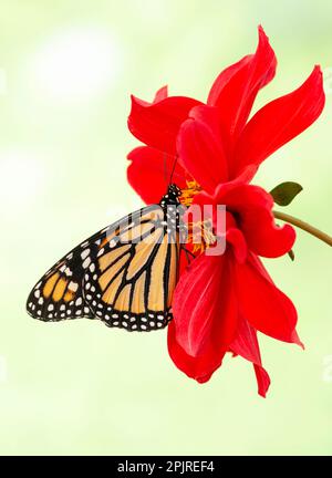 Seitlicher Blick auf einen Monarchen-Schmetterling (danaus plexippus), der sich von einer lebendigen roten Dahlienblume ernährt Stockfoto