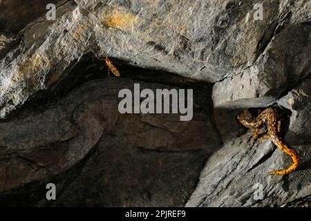 Strinati's Cave Salamander (Speleomantes strinatii) Erwachsener, jagt, nähert sich Höhlenmoskito in Höhle, Italien Stockfoto