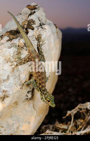 Haggier Massif Rock Gecko (Pristurus insignoides), Erwachsener, auf Felsen in der Wüste bei Nacht, Socotra, Jemen Stockfoto