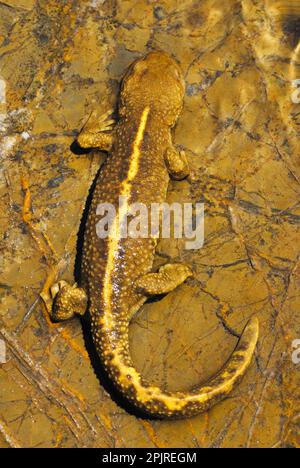 Pyrenean Brook Newt (Calotriton asper), Erwachsener, auf Felsen im Bergstrom, Col du Pourtalet, Pyrenäen, Pyrenäen-Atlantiques, Frankreich Stockfoto