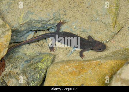 Pyrenean Brook Newt (Calotriton asper), Erwachsener, im Gebirgsstrom, Col du Pourtalet, Pyrenäen, Frankreich Stockfoto