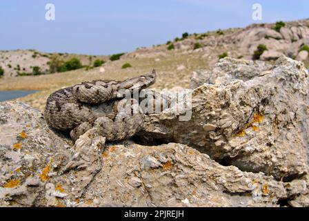Nasenhörnchen Viper (Vipera ammodytes) Erwachsener, Nahaufnahme des Kopfes, Italien Stockfoto