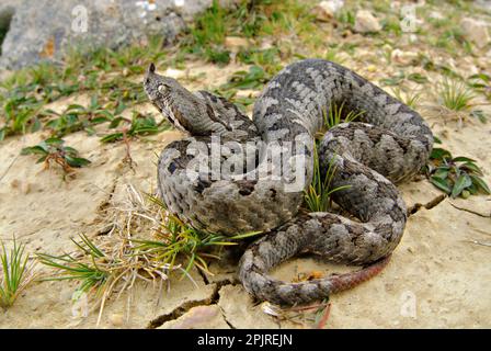 Nasenhörnchen Viper (Vipera ammodytes) Erwachsener, Nahaufnahme des Kopfes, Italien Stockfoto