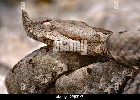 Nasenhörnchen Viper (Vipera ammodytes) Erwachsener, Nahaufnahme des Kopfes, Italien Stockfoto