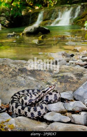 ASP-Viper (Vipera aspis), ASP-Viper, andere Tiere, giftige, giftige Schlangen, Reptilien, Schlangen, Tiere, ASP-Viper, Erwachsene, sonnt sich auf Felsen in der Nähe Stockfoto