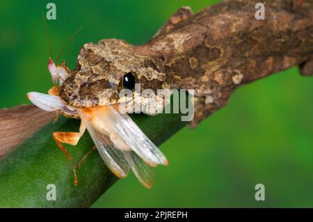 Kuhl's Flying Gecko (Ptychozoon Kuhli) Erwachsene, ernährt sich von Orchideenmantiden, tropisches Asien Stockfoto