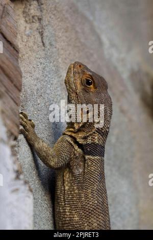 Iguana mit dem Zwergschwanz im palmarium (Oplurus cyclurus) madagaskar Stockfoto