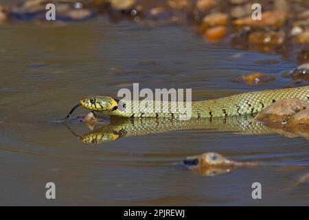 Grasschlange, Grasschlange (Natrix natrix), andere Tiere, Reptilien, Schlangen, Tiere, Grasschlange Erwachsene, gespaltene Zunge, trinkend aus der Pfütze Stockfoto