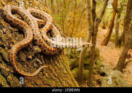 Europäischer Ratnake (Zamenis situla), ausgewachsen, auf Baumstamm im Waldlebensraum, Kroatien Stockfoto