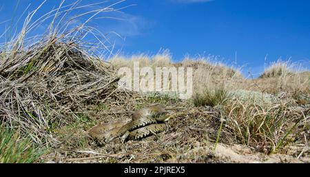 Grasschlange, Grasschlange (Natrix natrix), andere Tiere, Reptilien, Schlangen, Tiere, Grasschlange Erwachsene, in Küstensanddünen-Habitat, Norfolk Stockfoto