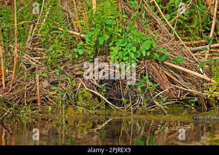 Grasschlange, Grasschlange (Natrix natrix), andere Tiere, Reptilien, Schlangen, Tiere, Grasschlange zwei Erwachsene, auf Vegetation am Rande des Wassers, Tulcea Stockfoto