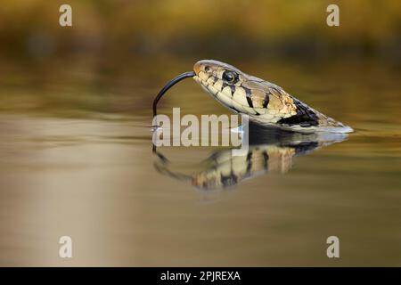 Grasschlange (Natrix natrix), Erwachsener, Kopf an der Wasseroberfläche, gespaltene Zunge, Schwimmen über den Pool mit Reflexion, Shropshire, England Stockfoto