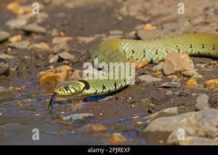 Grasschlange, Grasschlange (Natrix natrix), andere Tiere, Reptilien, Schlangen, Tiere, Grasschlange Erwachsene, gespaltene Zunge, trinkend aus der Pfütze Stockfoto