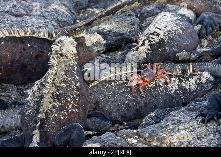 Galapagos Sea Lizard, Galapagos Sea Eidechsen, andere Tiere, Iguanas, Reptilien, Tiere, bunte Krabben von Sally lightfoot und Galapagos Stockfoto