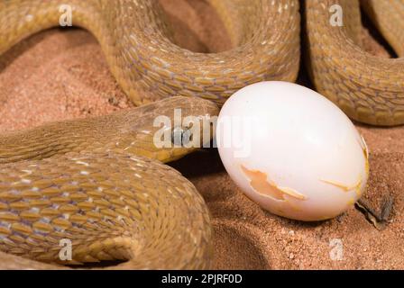 Afrikanische Eierfresserschlange, andere Tiere, Reptilien, Schlangen, Tiere, Eierfresserschlange (Dasypeltis scabra), Erwachsene, Nahaufnahme des Kopfes, füttern Stockfoto