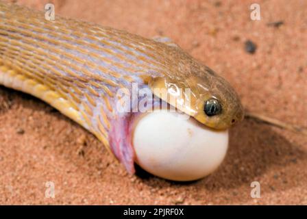 Afrikanische Eierfresserschlange, andere Tiere, Reptilien, Schlangen, Tiere, Eierfresserschlange (Dasypeltis scabra), Erwachsene, Nahaufnahme des Kopfes, füttern Stockfoto