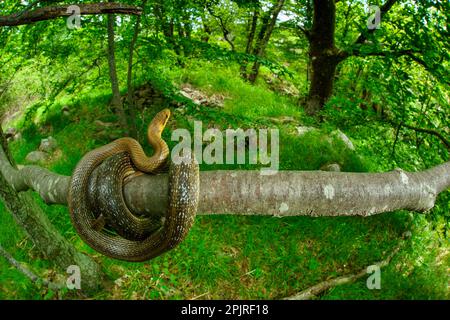 Aesculapian Snake (Zamenis longissimus), Erwachsene, gewickelt auf einem Ast im Waldlebensraum, Italien Stockfoto