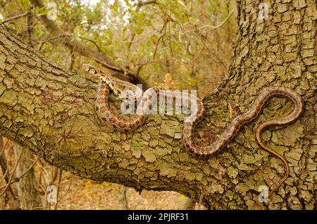 Coluber leopardinensis, Elaphe situla, european Ratnake (Zamenis situla), Leopardenschlangen, andere Tiere, Reptilien, Schlangen, Tiere, Leopardenschlange Stockfoto