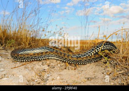 Europäische Eidechsenschlange, montpellier-Schlange (Malpolon monspessulanus), andere Tiere, giftige, giftige Schlangen, Reptilien, Schlangen, Tiere, Montpellier Stockfoto