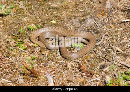 Glatte Schlange, glatte Schlange (Coronella austriaca), andere Tiere, Reptilien, Schlangen, Tiere, Glatte Schlange, erwachsen, sonnt sich im Heidenland, Dorset Stockfoto