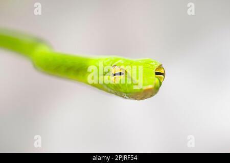 Grüne Peitschenschlange, Grüner Baumschnüffler, Grüne Peitschenschlangen, Grüne Baumschnüffler, andere Tiere, Reptilien, Schlangen, Tiere, Orientalische Hüfte Stockfoto