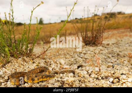 Viperine Snake (Natrix maura), Erwachsene, ruht auf Steinen im Habitat, Spanien Stockfoto