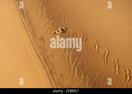 Peringuey's Adder (Bitis peringueyi), Erwachsener, „verschlungen“ über Sanddünen in der Wüste, Namib-Wüste, Namibia Stockfoto