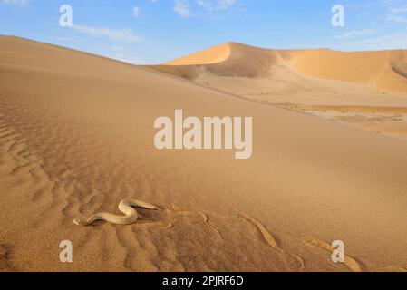 Peringuey's Adder (Bitis peringueyi), Erwachsener, „verschlungen“ über Sanddünen im Wüstenlebensraum, Namib-Wüste, Namibia Stockfoto