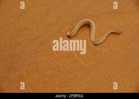 Peringuey's Adder (Bitis peringueyi), Erwachsener, „verschlungen“ über Sanddünen in der Wüste, Namib-Wüste, Namibia Stockfoto