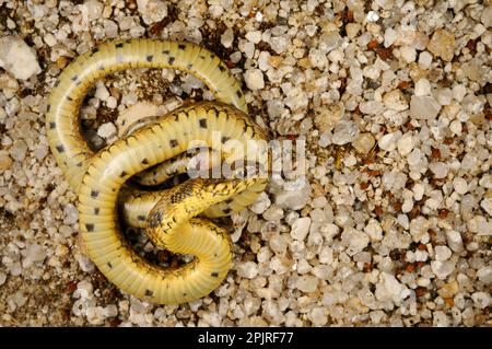 Viperine Snake (Natrix maura), Erwachsener, „spielt tot“ in defensivem Verhalten, Spanien Stockfoto