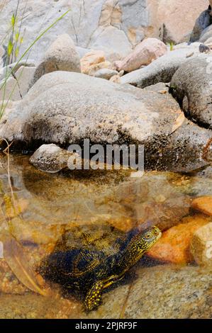 Europäische Teichschildkröten, andere Tiere, Reptilien, Schildkröten, Tiere, Wasserschildkröten, Europäischer Teich Terrapin (Emys orbicularis), Erwachsener, Emerg Stockfoto