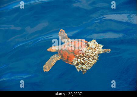 Karettschildkröte (Caretta caretta), Jugendliche, schwimmt an der Oberfläche, kann nicht tauchen, da die Rückseite des Panzers von Gänsen bedeckt ist (pedunculata sp.) Stockfoto