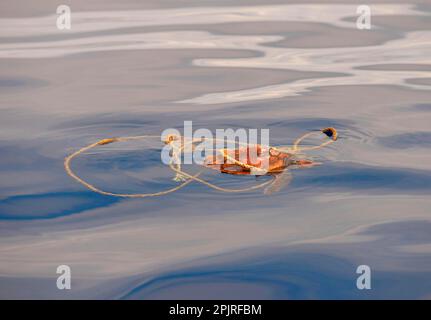 Karettschildkröten (Caretta caretta), die an der Oberfläche schwimmen, sich im Seil verfangen, Azoren Stockfoto