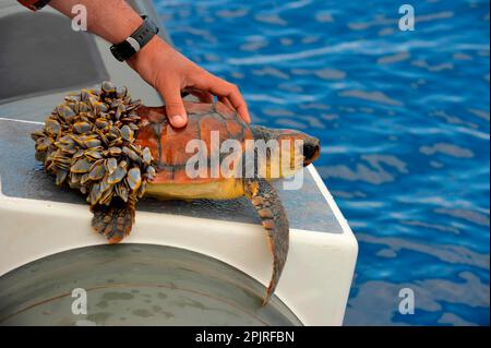Karettschildkröte (Caretta caretta), auf dem Boot festgehalten, kann nicht als Panzerrückseite tauchen, bedeckt von Gänse Barnius (pedunculata sp.), Azoren Stockfoto