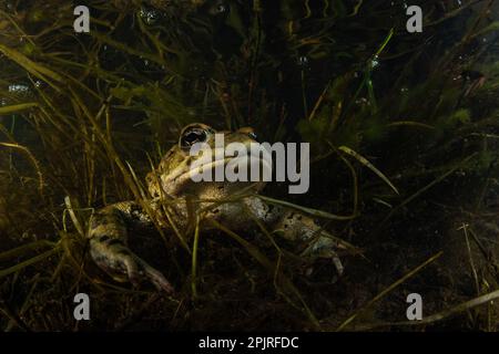 Westliche Kröte (Anaxyrus boreas) unter Wasser in einem Vernallenteich im Kreis Santa Clara, Kalifornien. Stockfoto