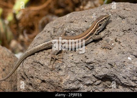 Kleine Kanarische Insel-Eidechse, kleine Kanarische Insel-Eidechsen, andere Tiere, Reptilien, Tiere, Eidechsen, Boettger-Eidechse (Gallotia caesaris gomerae) Stockfoto