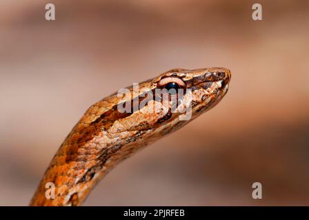 Großäugige Schlange (Mimophis mahfalensis), Erwachsene, Nahaufnahme des Kopfes, in trockenem Milchwald, Ankarafantsika N. P. Nordwest-Madagaskar Stockfoto