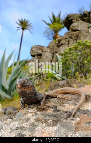 Kleine Kanarische Insel-Eidechse, kleine Kanarische Insel-Eidechsen, andere Tiere, Reptilien, Tiere, Eidechsen, Boettger-Eidechse (Gallotia caesaris gomerae) Stockfoto