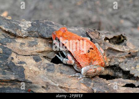 Rote Kröte, Rote Kröte, Amphibien, andere Tiere, Frösche, Kröte, Kröten, Tiere Rote Kröte (Schismaderma carens), Erwachsener, sitzend auf Baumstamm, Livingstone, Sambia Stockfoto