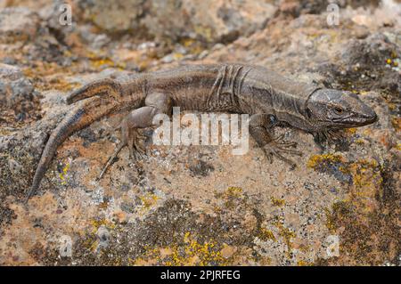 Small Canary Island Lizard, Small Canary Island Lizards, Other animals, Reptiles, Animals, Lizards, Boettger's Lizard (Gallotia caesaris gomerae) Stock Photo