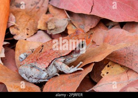 Rote Kröte, Rote Kröte, Amphibien, andere Tiere, Frösche, Kröte, Kröten, Tiere Rote Kröte (Schismaderma carens), ausgewachsen, getarnt auf Laubstreu Stockfoto