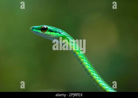 Viper, Vipern, andere Tiere, Reptilien, Schlangen, Tiere, Kurznasen-Weinschlange (Oxybelis brevirostris), Erwachsene, Nahaufnahme des Kopfes, La Selva, Costa Rica Stockfoto