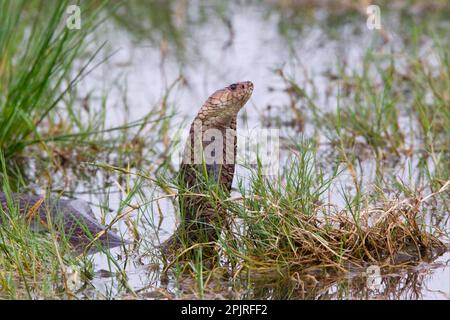 Mosambik-Spuckkobra (Naja mossambica), Rote Spuckkobra, Rote Spuckkobra, Kobra, Kobra, Andere Tiere, giftige, giftige Schlangen Stockfoto