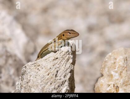 Eidechsen, Eidechsen, andere Tiere, Reptilien, Tiere, Bonaire Wiptail Lizard (Cnemidophorus murinus), weiblich, auf Felsen sonnig, Bonaire, Karibik Stockfoto